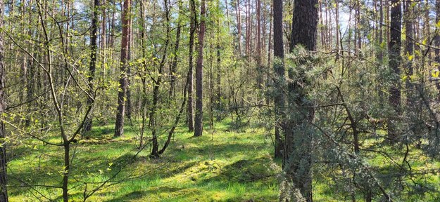 W lesie w miejscowości Zamość niedaleko Bydgoszczy znaleziono pocisk powietrze-ziemia /Beniamin Piłat /RMF FM