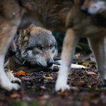 W lesie zawarto układ. Naturalne drony wskazują ofiarę