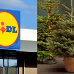 W Lidlu ruszyła wyprzedaż choinek! Polskie drzewka w świetnych cenach