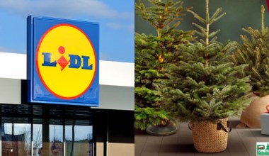W Lidlu ruszyła wyprzedaż choinek! Polskie drzewka w świetnych cenach