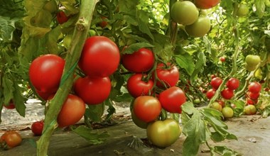 ​W lipcu używam tej odżywki do pomidorów. Zbieram dwa razy więcej owoców
