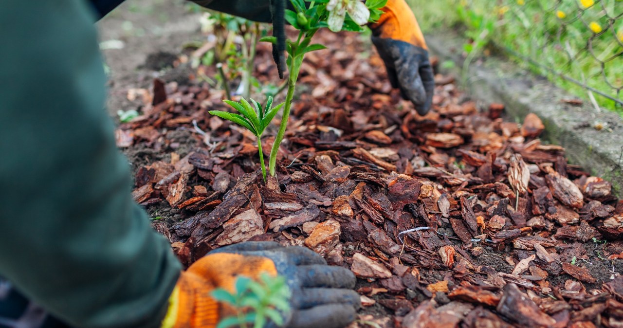 W listopadzie trzeba podsypać róże odpowiednią ściółką. /123RF/Picsel, 123RF/Picsel /INTERIA.PL