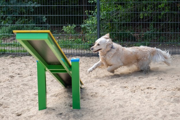 W Łodzi jest kolejny park, gdzie psy są gospodarzami /lodz.pl /Materiały prasowe