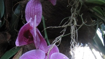 W Łodzi rządzą storczyki