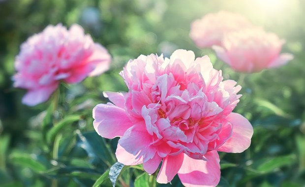 W łódzkim Ogrodzie Botanicznym zakwitły piwonie