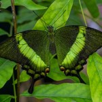 ​W łódzkim Orientarium otwarto motylarnię