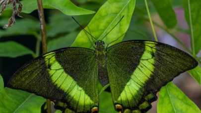 ​W łódzkim Orientarium otwarto motylarnię