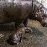 W łódzkim zoo urodził się hipopotam karłowaty. To pierwszy taki przypadek