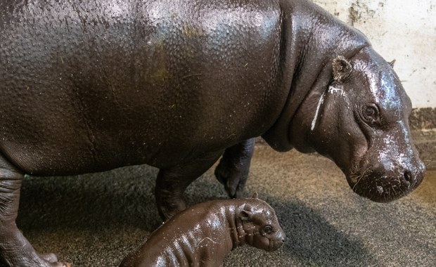 W łódzkim zoo urodził się hipopotam karłowaty. To pierwszy taki przypadek