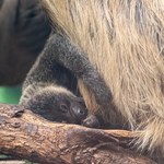 W łódzkim zoo urodził się leniwiec. Można go już obserwować na wybiegu