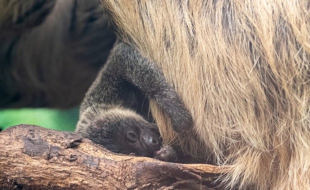 W łódzkim zoo urodził się leniwiec. Można go już obserwować na wybiegu