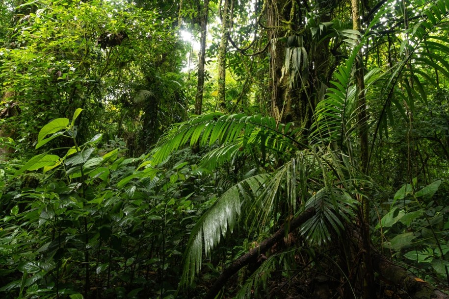 W łódzkim zoo urodził się leniwiec - zwierzę żyjące w Ameryce Środkowej i Południowej /Shutterstock