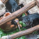 W łódzkim zoo urodziła się małpka zagrożona wyginięciem