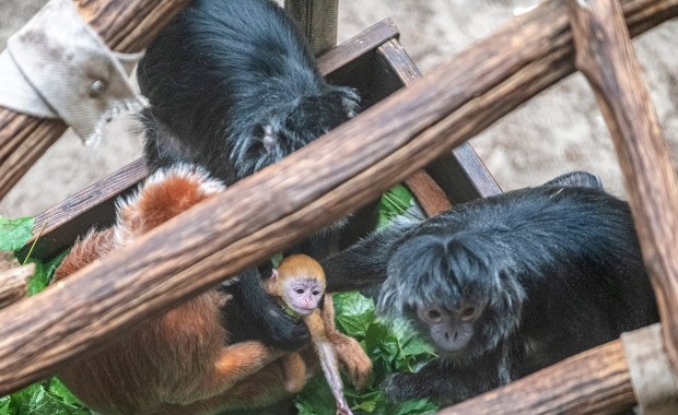 W łódzkim zoo urodziła się małpka zagrożona wyginięciem