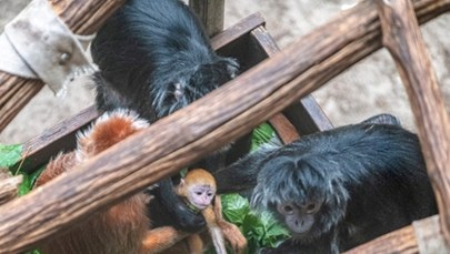 W łódzkim zoo urodziła się małpka zagrożona wyginięciem