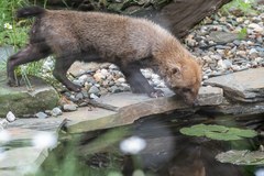 W łódzkim zoo zamieszkały jedyne w Polsce pakożery