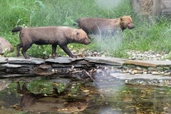 W łódzkim zoo zamieszkały jedyne w Polsce pakożery