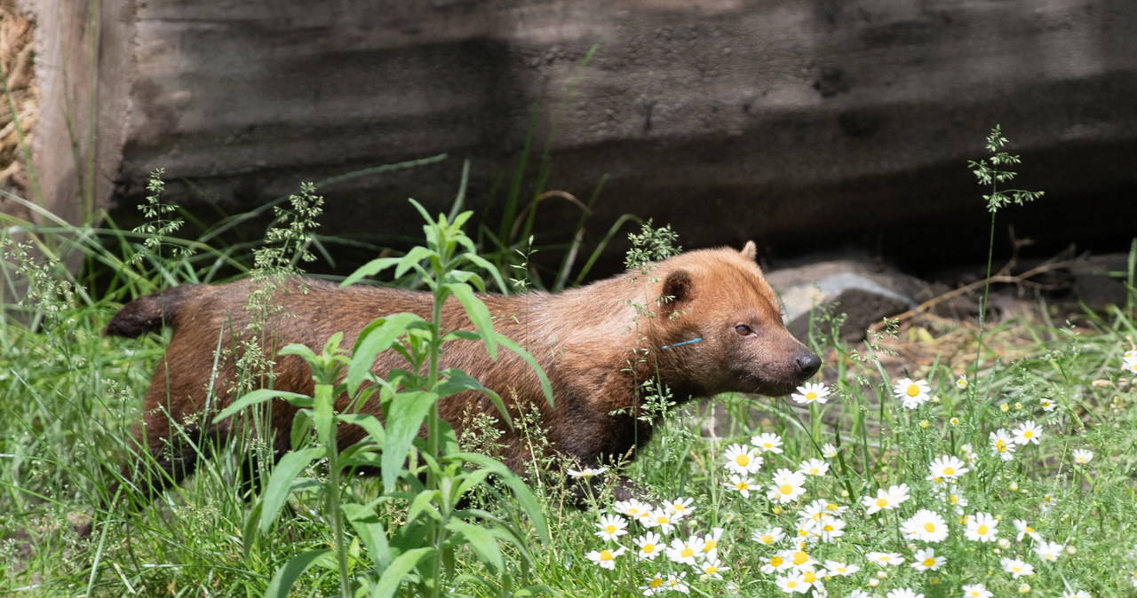 W łódzkim zoo zamieszkały jedyne w Polsce pakożery