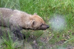 W łódzkim zoo zamieszkały jedyne w Polsce pakożery