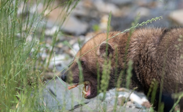 W łódzkim zoo zamieszkały jedyne w Polsce pakożery