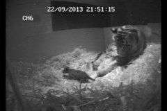 W londyńskim zoo urodził się tygrys sumatrzański