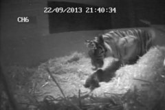 W londyńskim zoo urodził się tygrys sumatrzański