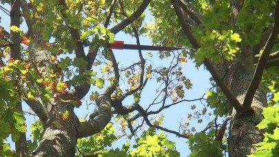 W Lublinie zadbają o kolejne stare drzewa