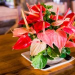 kwiaty W lutym poczęstuj tym anturium. Wybuchnie nowymi kwiatami