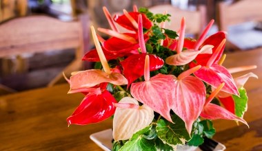 ​W lutym poczęstuj tym anturium. Wybuchnie nowymi kwiatami