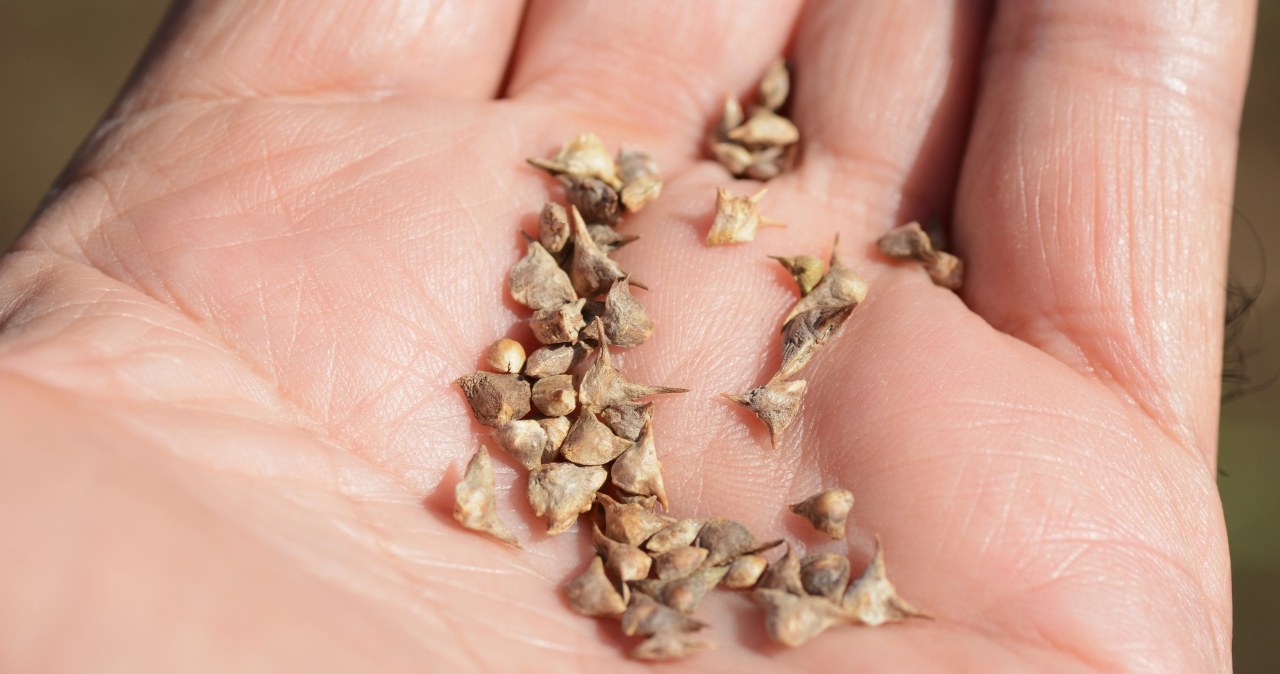 W lutym warto pomyśleć o wysiewie niektórych warzyw /123RF/PICSEL