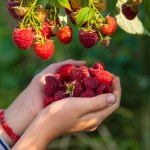 uprawa malin W maju sypię to pod krzewy malin. Są słodkie i soczyste