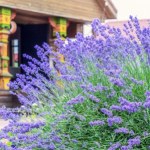 W marcu podsyp tym lawendę. W sezonie jej kolor i zapach cię zachwyci 