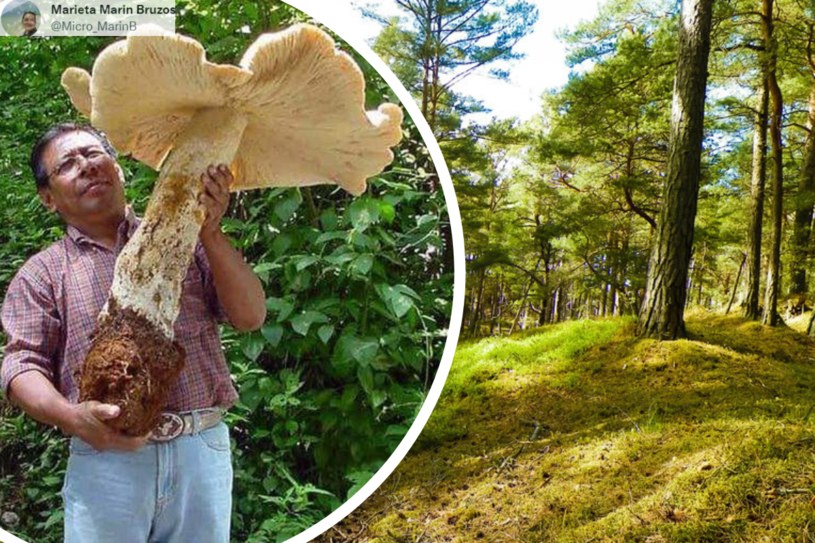 W meksykańskim lesie w Tapachula w 2007 roku znaleziono owocnika, który ważył aż 20 kilogramów i mierzył ponad 70 cm /123RF/PICSEL