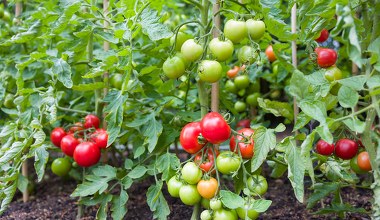 W miejscu na pomidory, najpierw wysiej to. Obrodzą tak, że głowa mała
