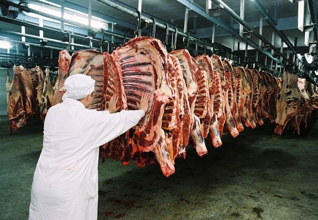 W mięsie z ubojni z okolic Białej Rawskiej były antybiotyki. Fot. Adam Tuchlinski /Reporter