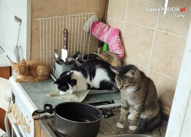 W mieszkaniu pary było 17 kotów, które nie miały dostępu do jedzenia /Śląska policja /Policja