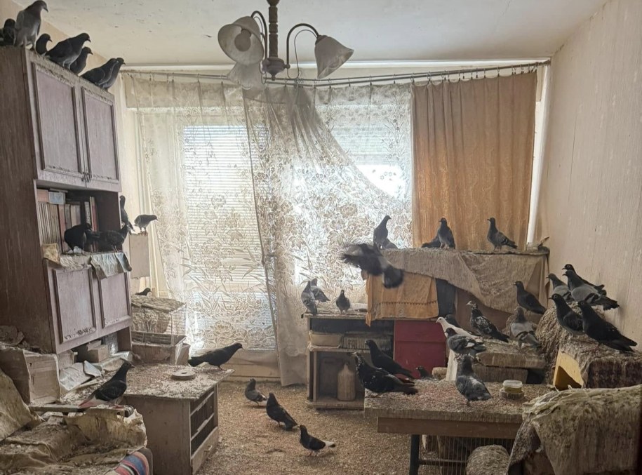 W mieszkaniu przetrzymywano blisko sto gołębi /Fundacja "Zalatani - Na ratunek ptakom" /