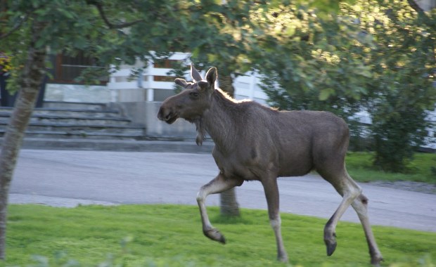 W Mikołajkach zamieszkał łoś. Władze apelują, żeby nie robić z nim selfie