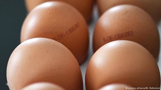 W milionach jaj kurzych w Holandii wykryto środek owadobójczy Fipronil /Deutsche Welle