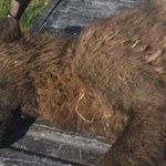 W Montanie zastrzelono tajemnicze stworzenie podobne do wilka