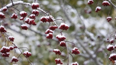 W Moskwie spadł pierwszy śnieg. Na ulice wyjechały pługi 