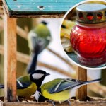 W mrozy wstaw do karmnika. Możesz uratować ptakom życie