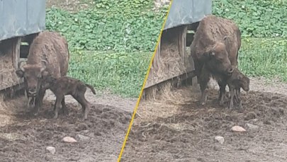W Mucznem są powody do świętowania. Kolejne maleństwo na świecie