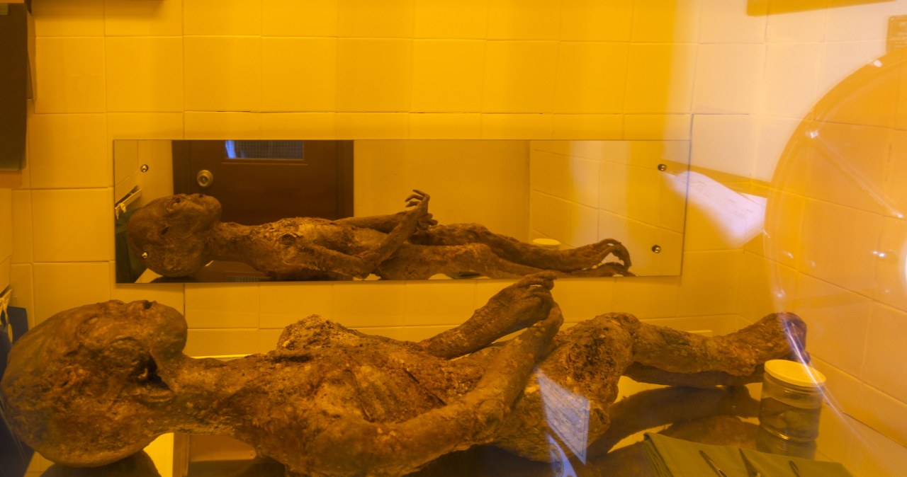 W muzeum w Suffolk, w Wielkiej Brytanii znajduje się nawet model ciała kosmity /Geography Photos/Universal Images Group /Getty Images