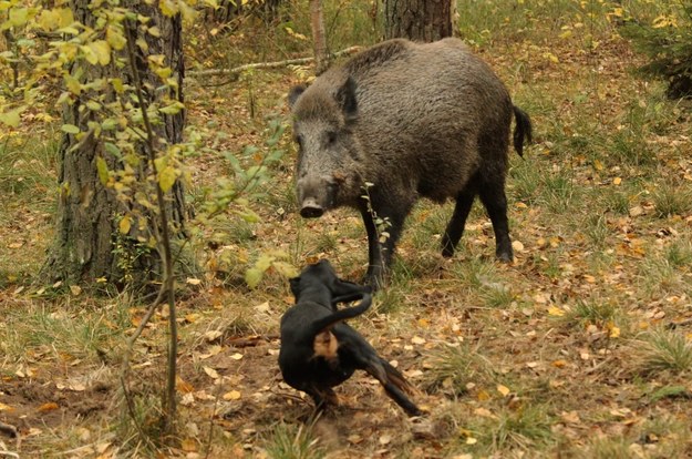 W myśl specustawy myśliwi nie będą mogli odmówić wykonania decyzji o odstrzale /Tomasz Waszczuk /PAP