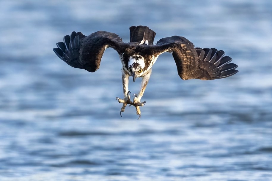 W nadleśnictwie Kościan wykluły się trzy młode rybołowy /Shutterstock