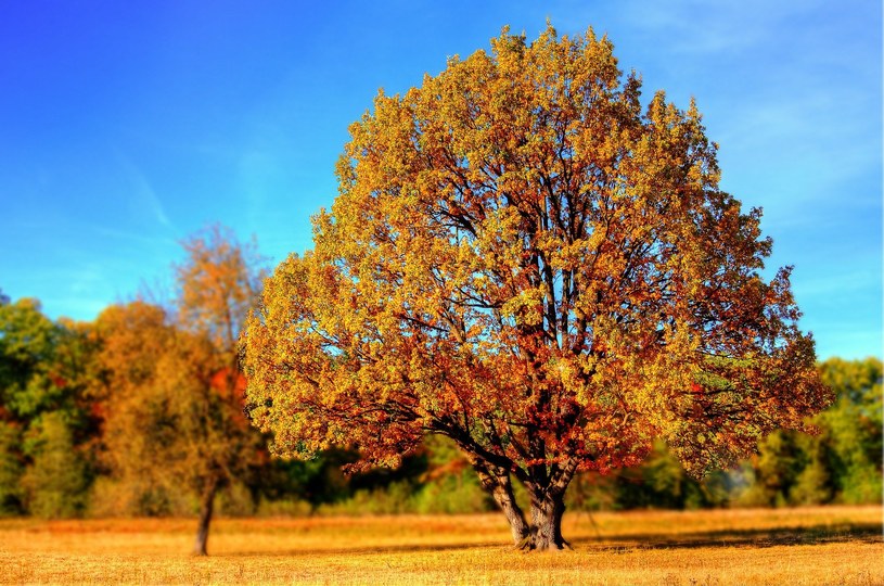 W najbliższych dniach jesień pokaże nam swoje pogodne, przyjemne oblicze /Pixabay /Archiwum autora