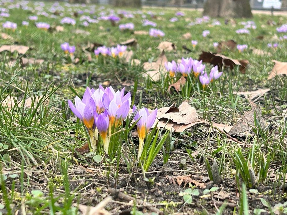 W najbliższym czasie trawniki zamienią się w fioletowy dywan. /Aneta Łuczkowska /RMF FM - reporter