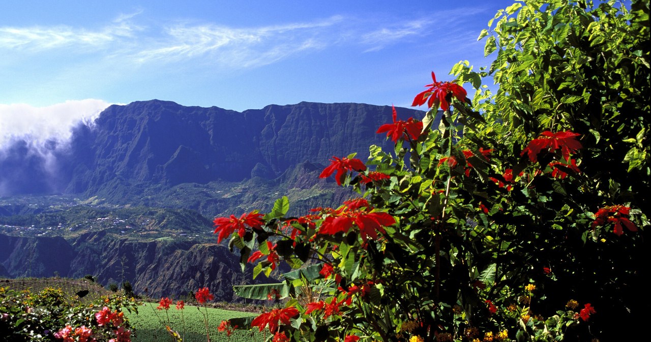 W naturze to całkiem spory krzew. My znamy ją jako drobny i uroczy symbol świąt Bożego Narodzenia /BIOS/EAST NEWS /East News