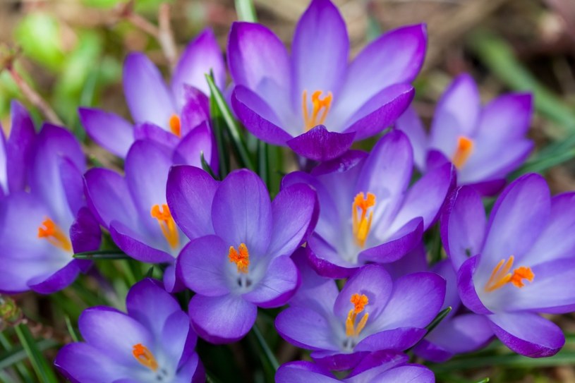 W naturze występują krokusy wiosenne oraz krokusy jesienne. /123RF/PICSEL